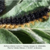 melitaea arduinna larva l7 akhaltsikhe 1